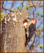 Woodpecker - Red