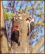 Woodpecker Couple