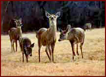 Group of deers.