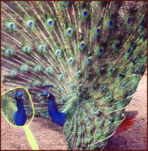 Peacock Looking in the mirror