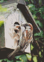 Sparrow feeding his babies.