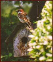 Sparrow sitting on top of his bird  house.