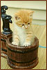 Cat in a Flower Pot