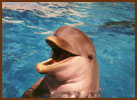 Smiling Dolphin