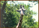 Thinking Giraffe